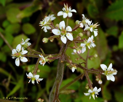 {Micranthes micranthidifolia}